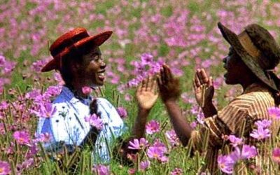 The-Color-Purple-purple-flowers-660×330 The-Color-Purple-purple-flowers-660x330
